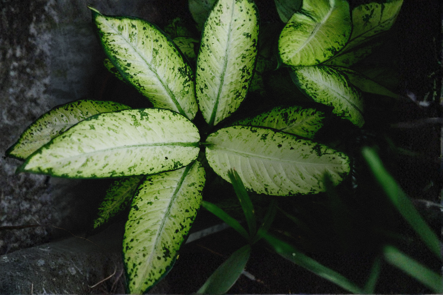 Dieffenbachia 'Camouflage' Live Plant in 4 Inch Pot – Rare Tropical Houseplant