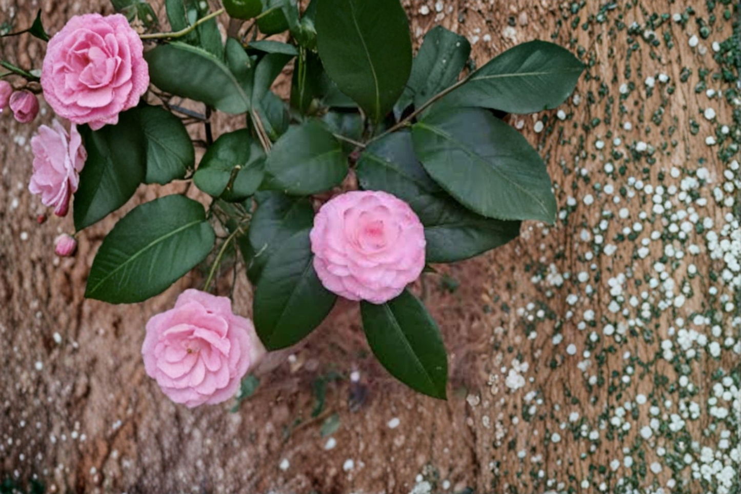 Japanese Camellia ‘Grace Albritton’ 1 Gallon Live Plant – Camellia japonica Pink Evergreen Flowering Shrub