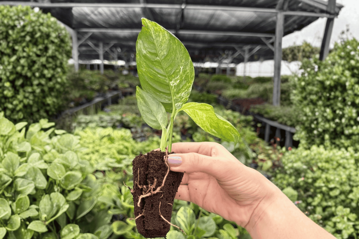 Variegated Rhaphidophora Puberula 2 Exact Live Starter Plants – Rhaphidophora puberula