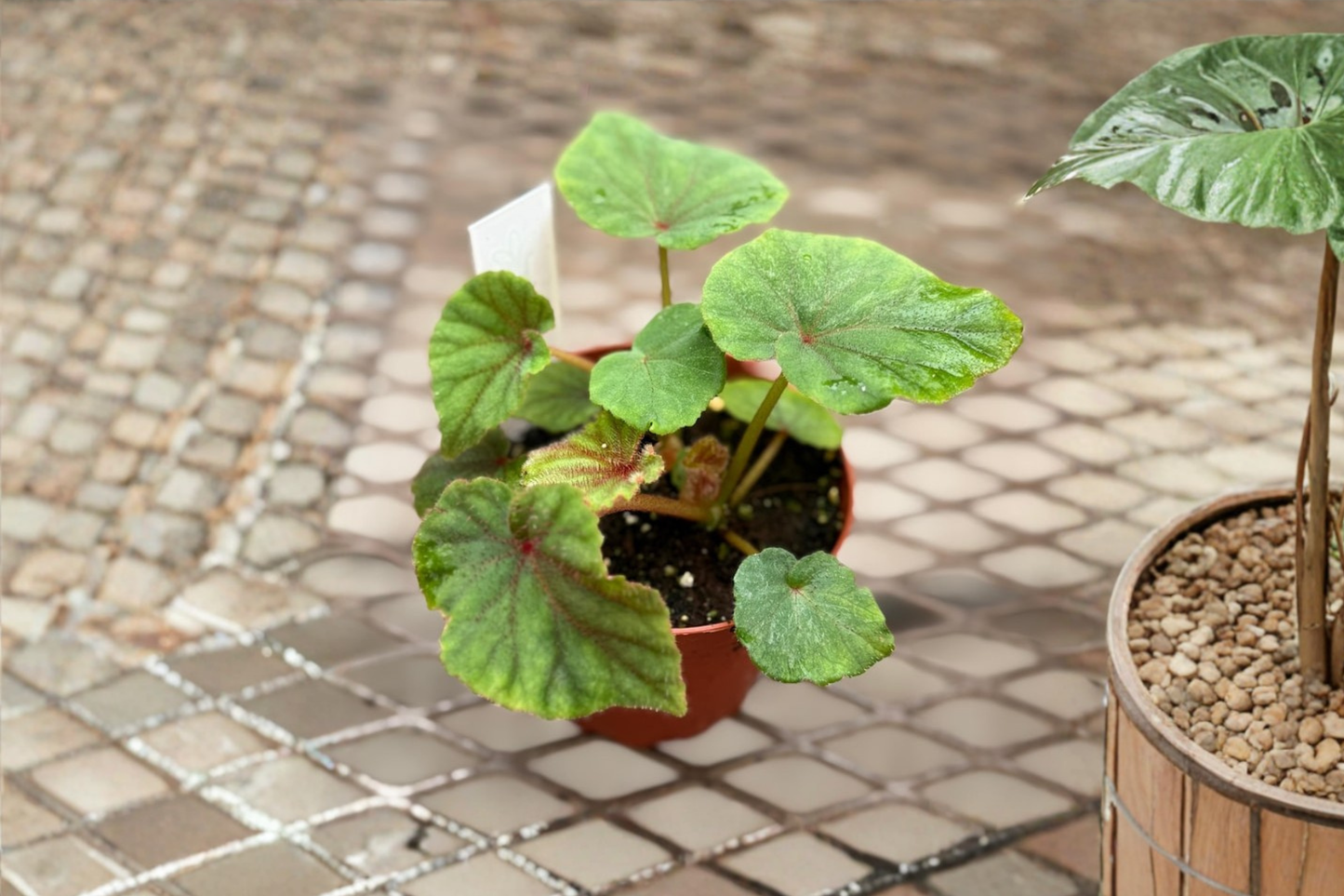 Begonia Sericoneura Lindleyana Live Plant Rare Variegated Rex Begonia Indoor Tropical Houseplant in 4 Inch Pot