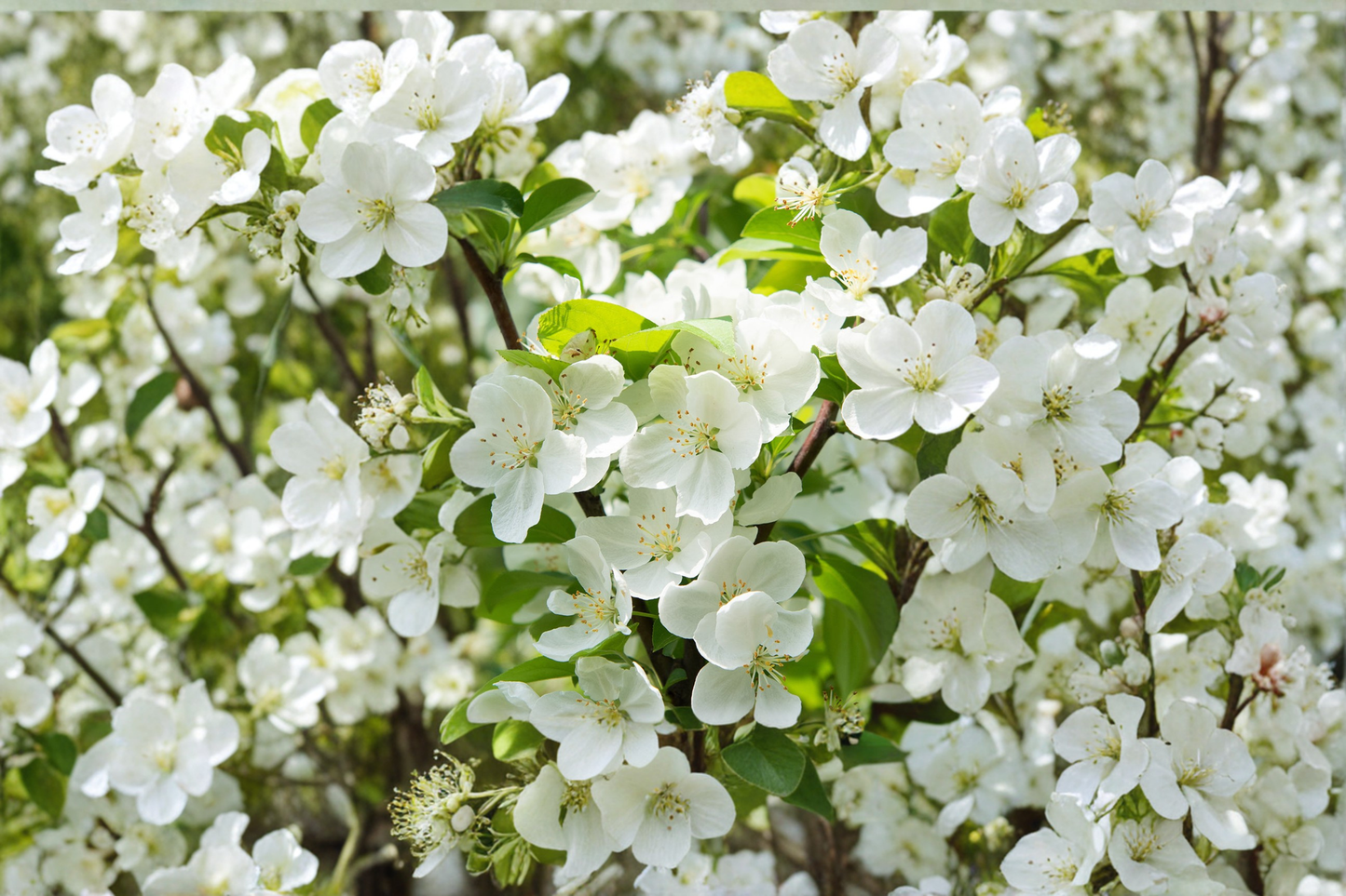 Sugar Tyme Crabapple Tree 4-6 Ft Live Plant – White Flowering Ornamental Tree, Malus Tree for Garden Landscape