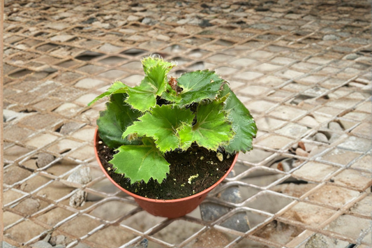 Begonia Oliver Twist Live Plant Rare Rex Begonia Variegated Indoor Tropical Houseplant in 4 Inch Grower Pot Gift