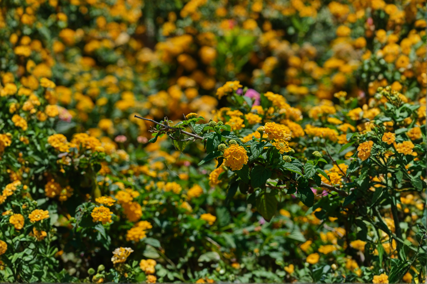 2 Live Lemon Drop Lantana Plants 4–6 Inches Tall – Yellow Flowering Lantana – Ships No Pot – Lantana camara