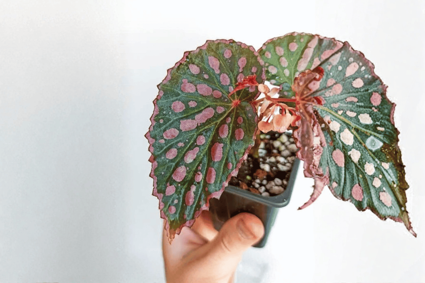 2 Begonia negrosensis × chlorosticta Tissue Culture Plants – Rare Tropical Houseplants