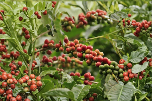 Arabica Coffee Tree Live Plant 3ft Tall Potted Coffee Plant Brazilian Peaberry Moka Indoor Outdoor No Ship to California