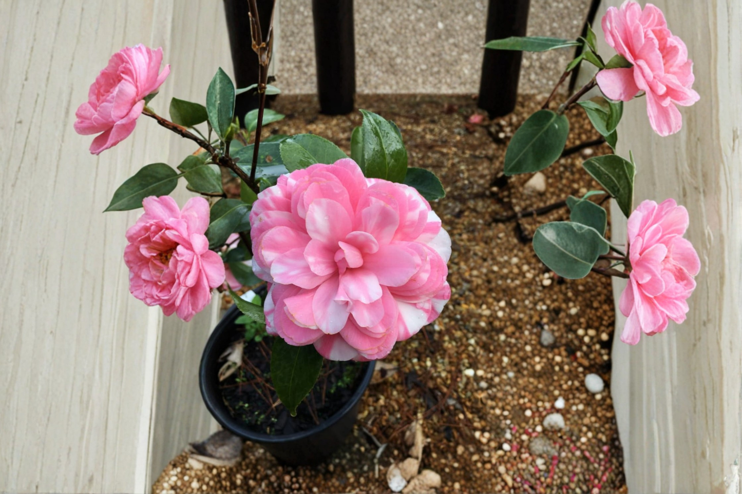 Japanese Camellia ‘Fran Mathis’ 1 Gallon Live Plant – Camellia japonica Pink Evergreen Flowering Shrub
