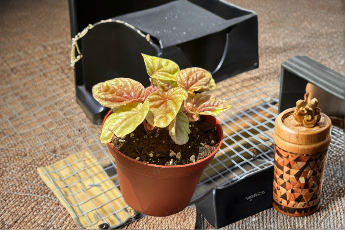 Peperomia Quito Live Plant Red Tropical Houseplant 3 Inch Pot Pet Friendly Beginner Indoor Plant Gift