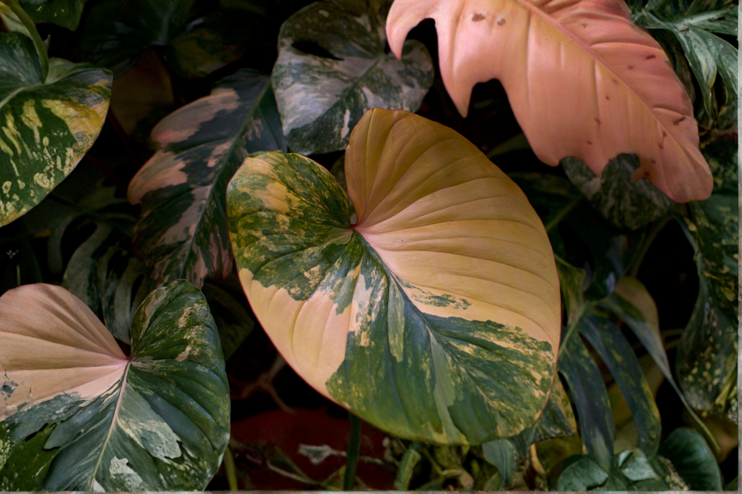 Pink Princess Philodendron Live Houseplant – 4 Inch Pot – Philodendron erubescens 'Pink Princess'