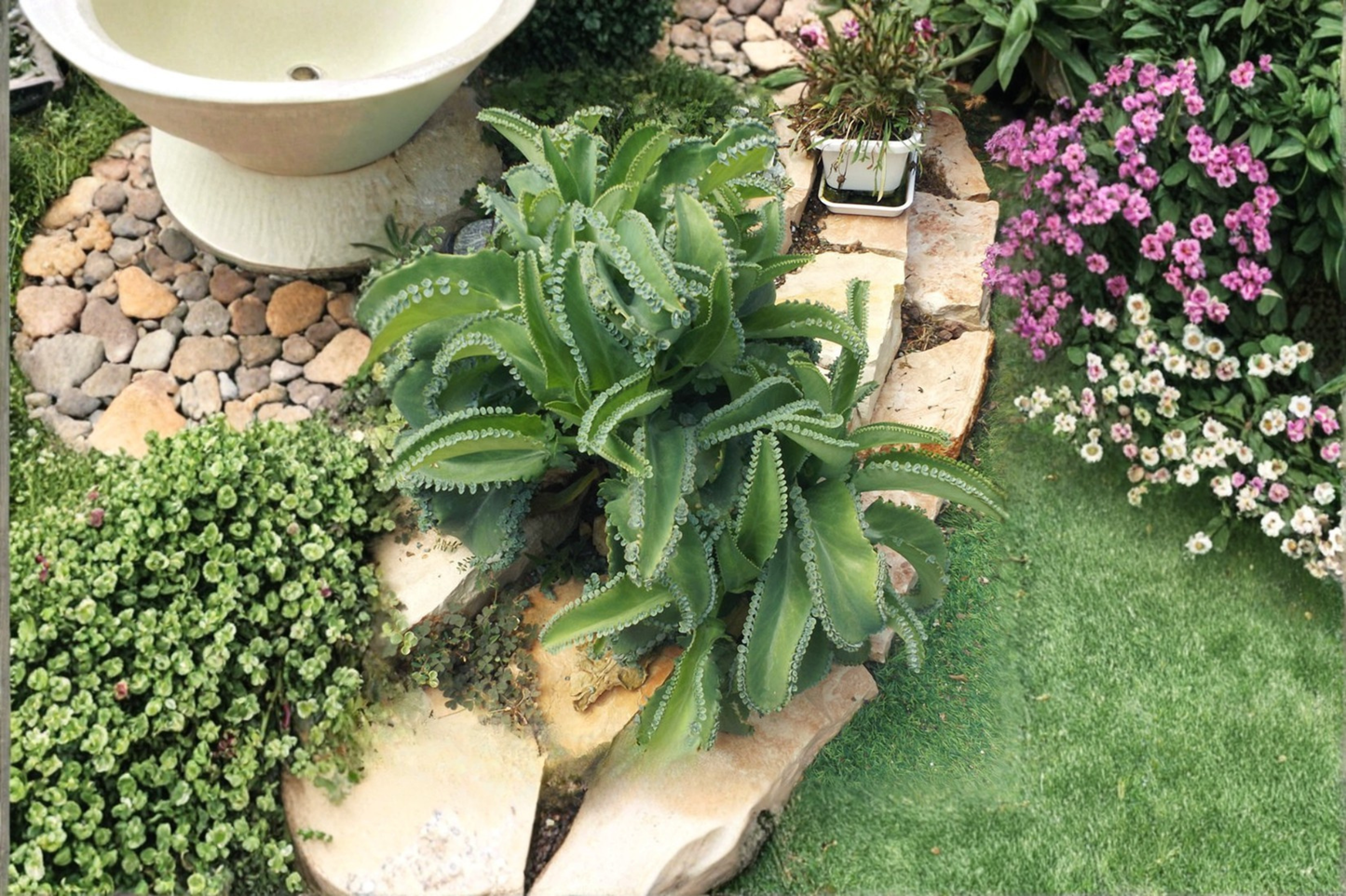 6 Mother of Thousands Live Bare Root Succulent Plants – Kalanchoe daigremontiana