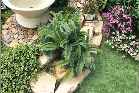 6 Mother of Thousands Live Bare Root Succulent Plants – Kalanchoe daigremontiana