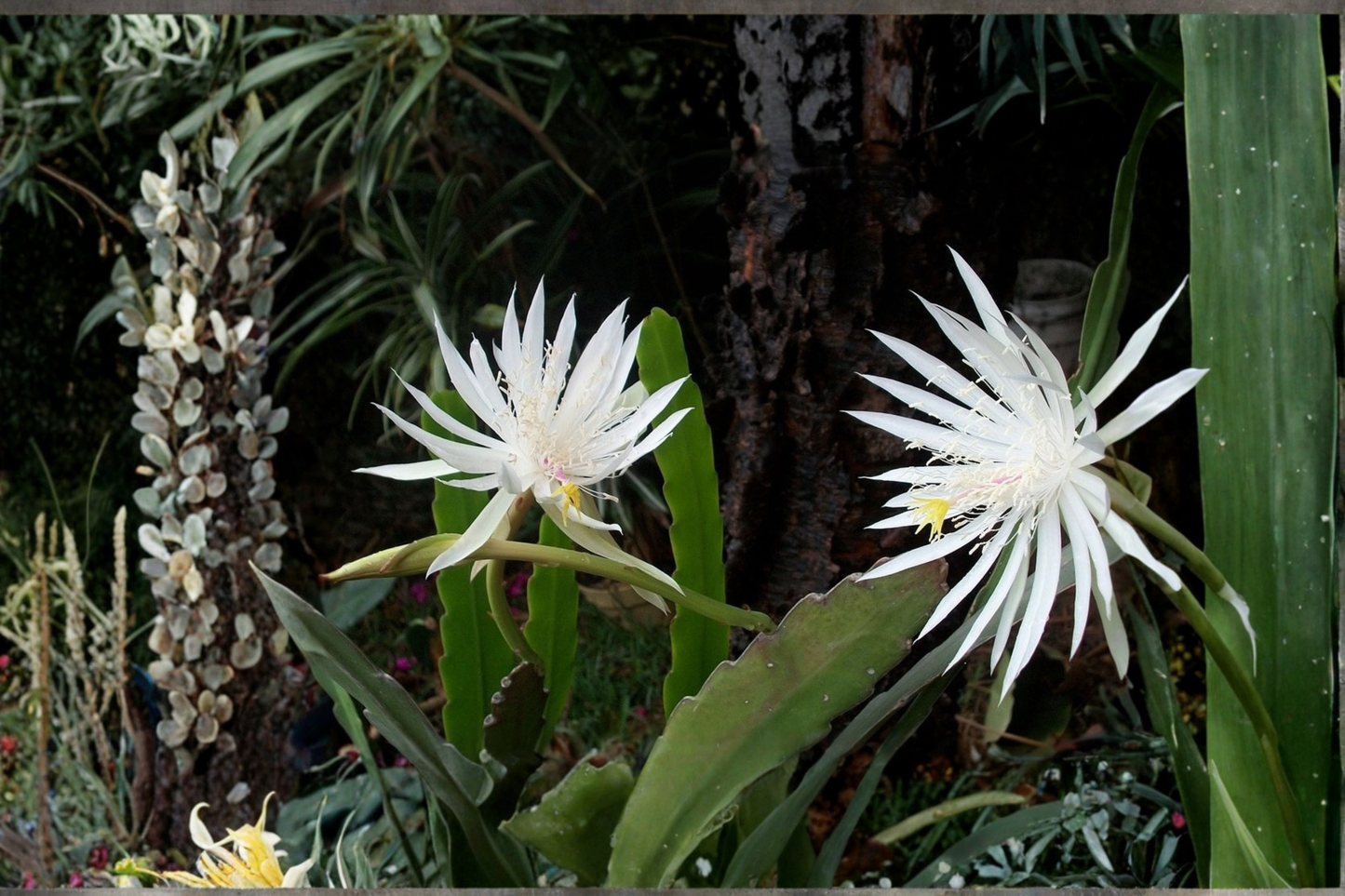 Night Blooming Cereus Live Cactus Plant Rooted White Flower Cactus 4 Inch Pot Tropical Houseplant