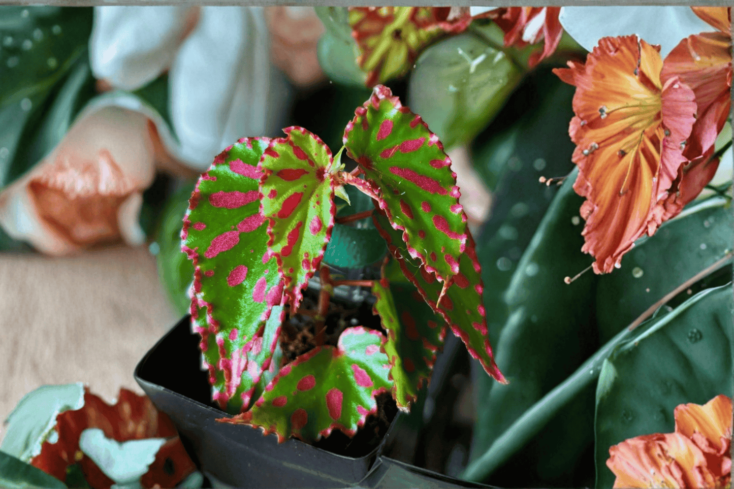2 Begonia 'Pink Lava' Tissue Culture Plants – Rare Tropical Houseplants