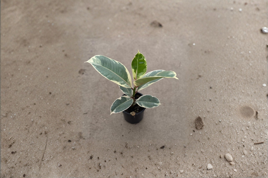 Ficus Tineke Live Plant Variegated Rubber Plant Indoor Tropical Houseplant Rare Ficus Ruby Burgundy in 2 Inch Pot