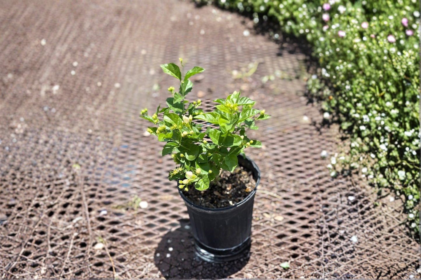 Arabian Jasmine Live Plant Sambac Jasmine 1 Gallon Fragrant Flower Plant 6 Inch Pot Indoor Outdoor Garden Gift
