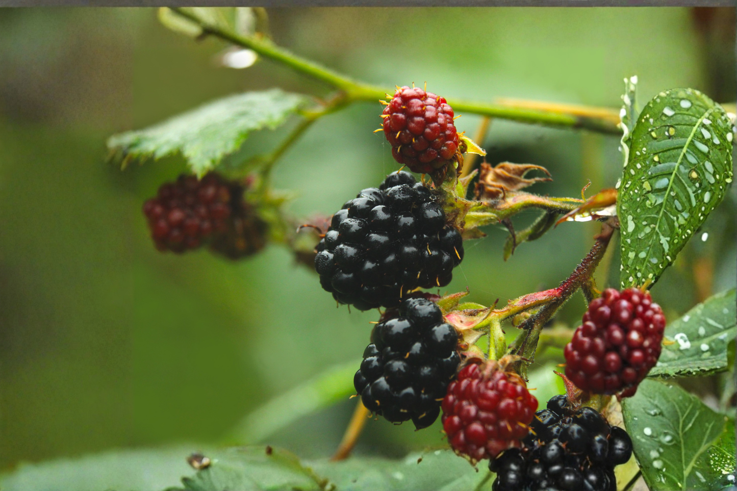 3 Natchez Blackberry Live Plants 4–6 Inches Tall – Rubus 'Natchez' – Ships No Pot