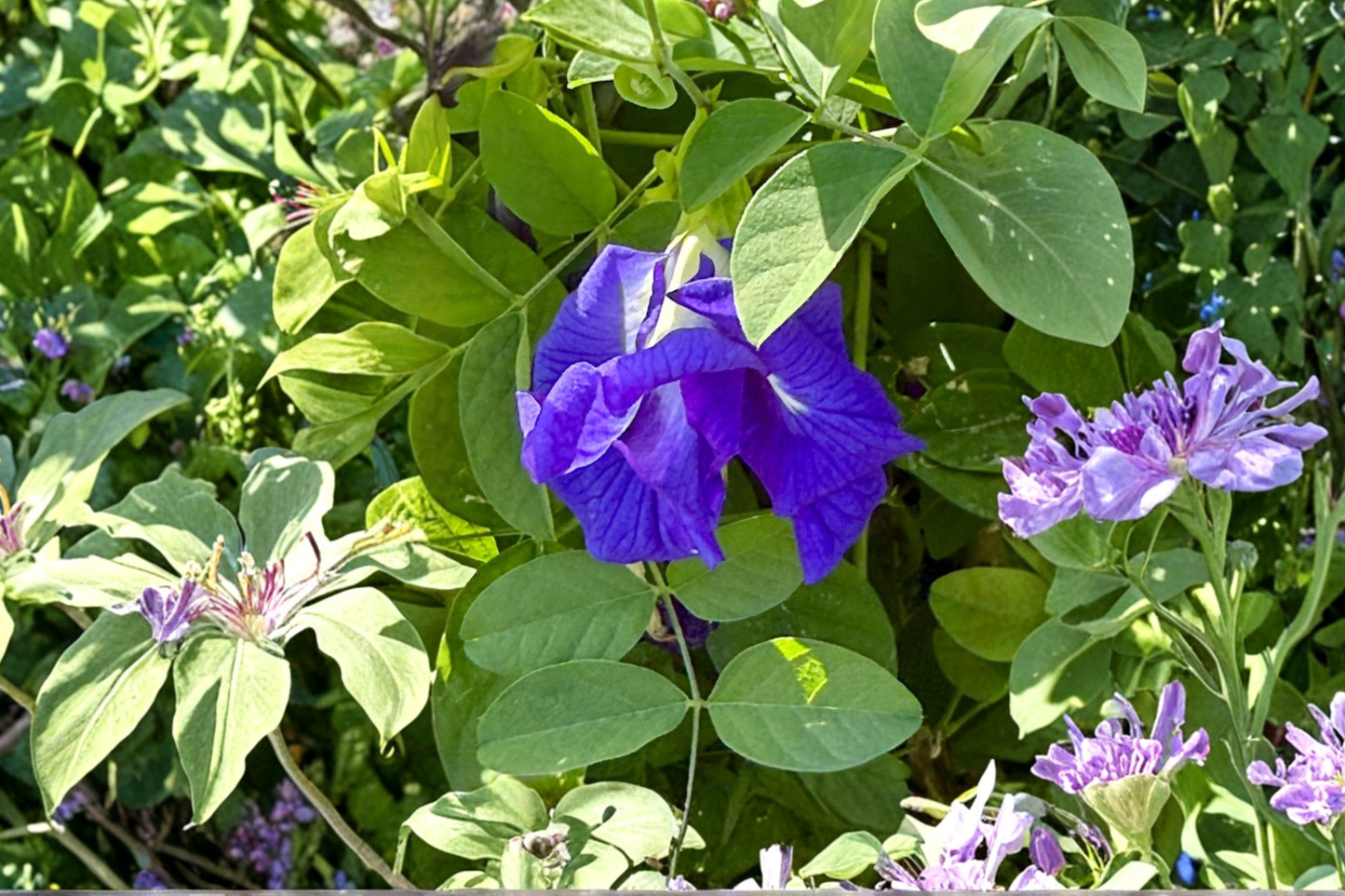 Blue Butterfly Pea Seeds Double Flower Clitoria Ternatea 35 Seeds Ornamental Vine Garden Plant Flowering Climber