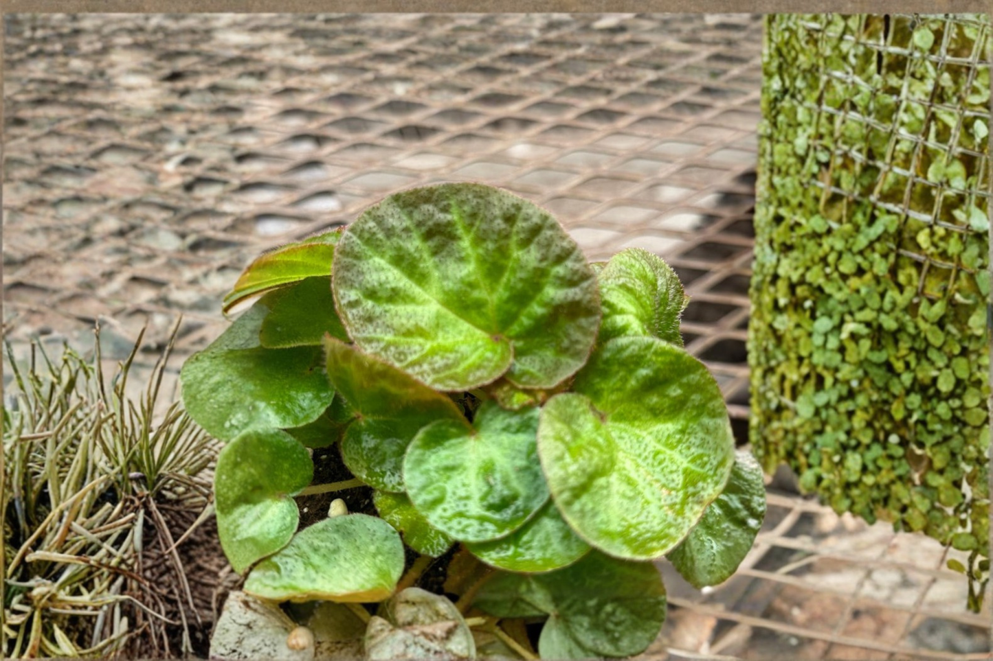 Begonia Manuas Live Plant Rare Rex Begonia Red and Green Tropical Houseplant Indoor Plant in 4 Inch Grower Pot