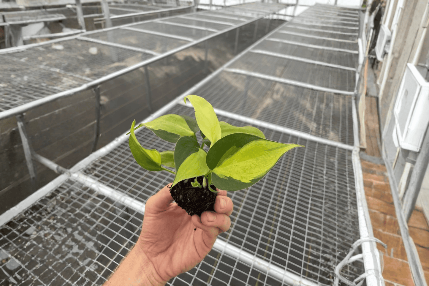 Philodendron Brasil 2 Live Starter Plants – Philodendron hederaceum ‘Brasil’