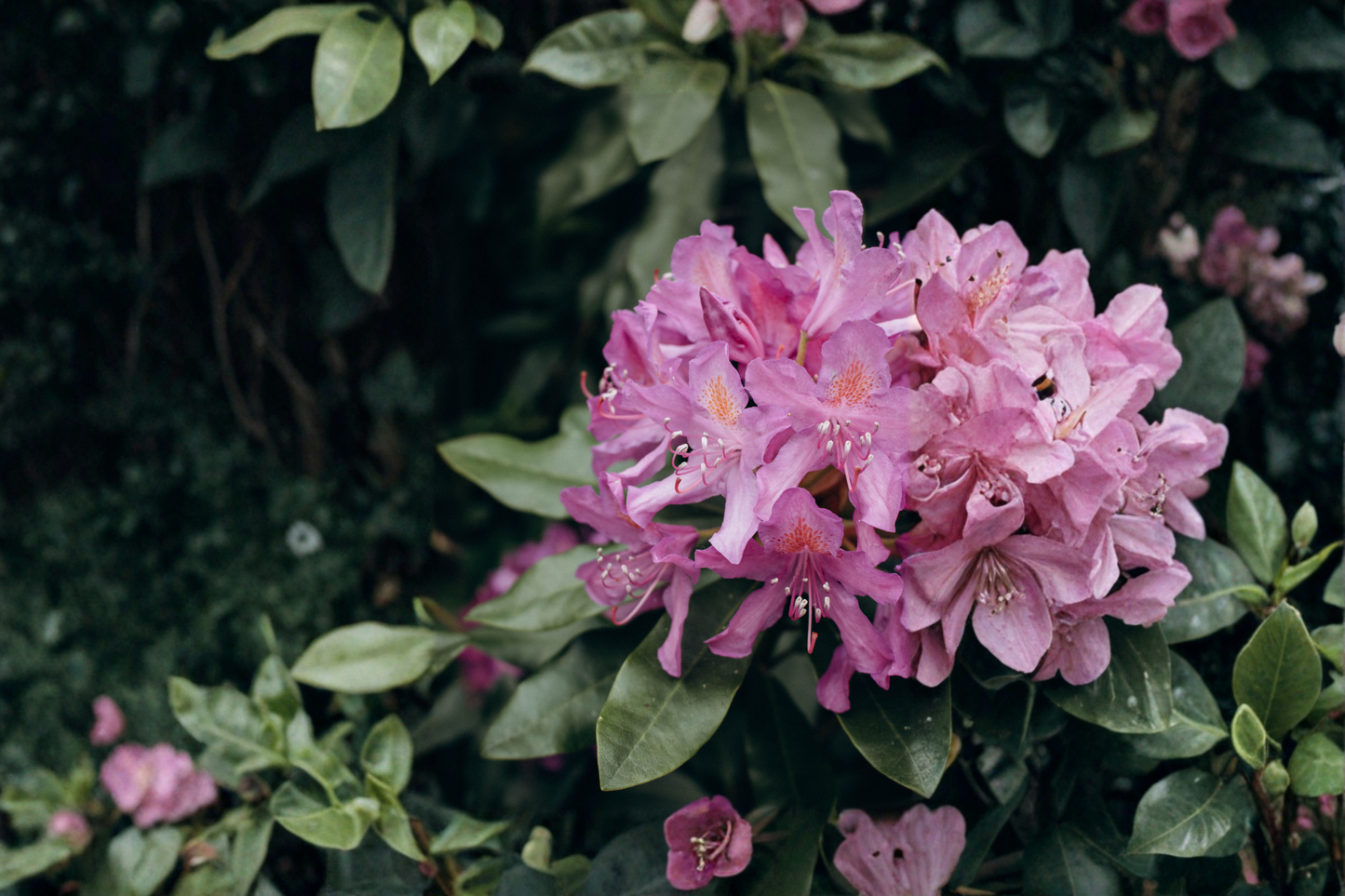 Catawba Boursault Rhododendron Starter Plant 7L – Live Rhododendron Shrub