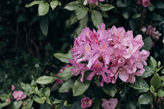 Catawba Boursault Rhododendron Starter Plant 7L – Live Rhododendron Shrub
