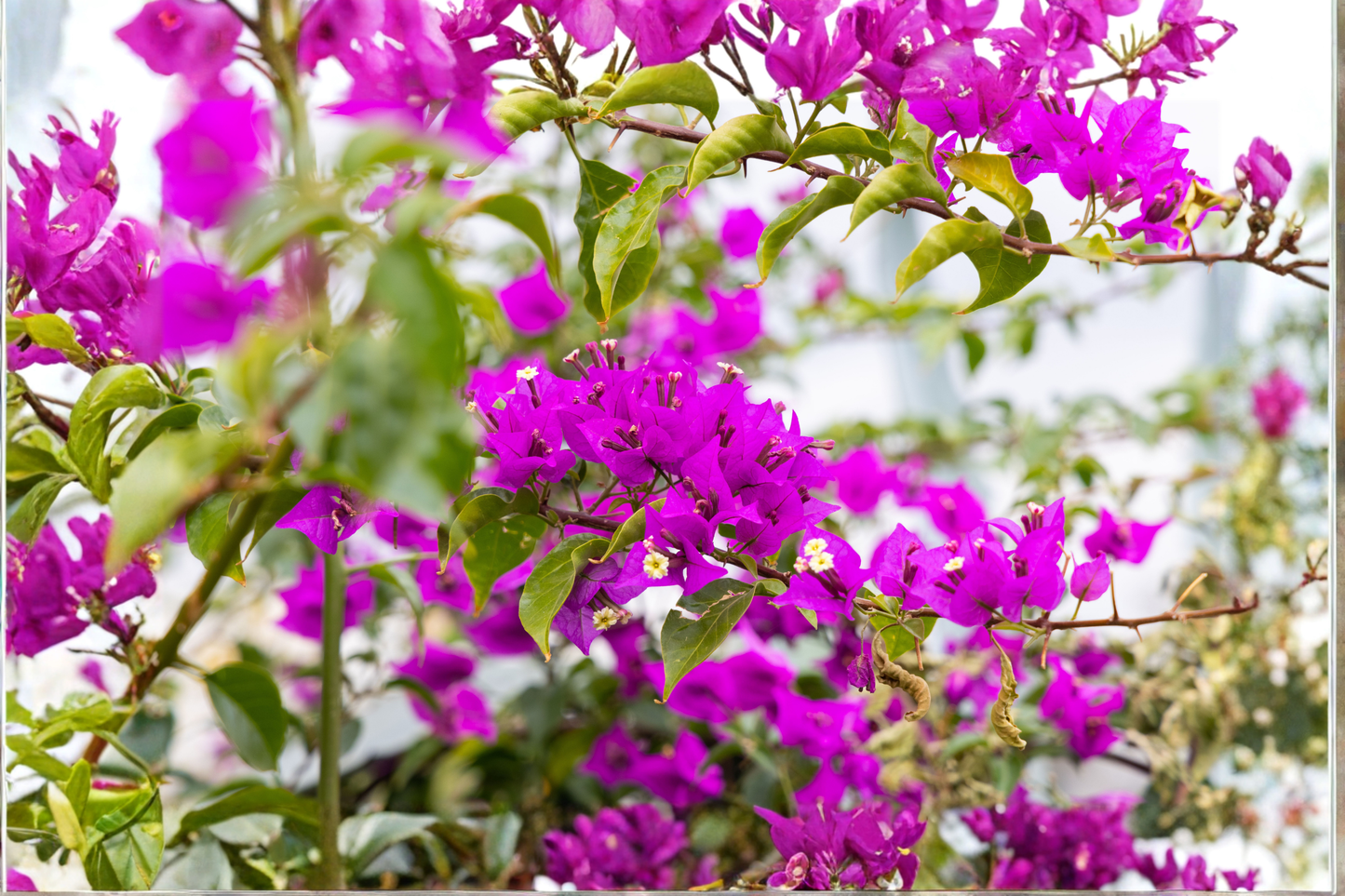 Purple Dragon Bougainvillea Live Rooted Starter Plant – 1 Plug – Bougainvillea Hybrid
