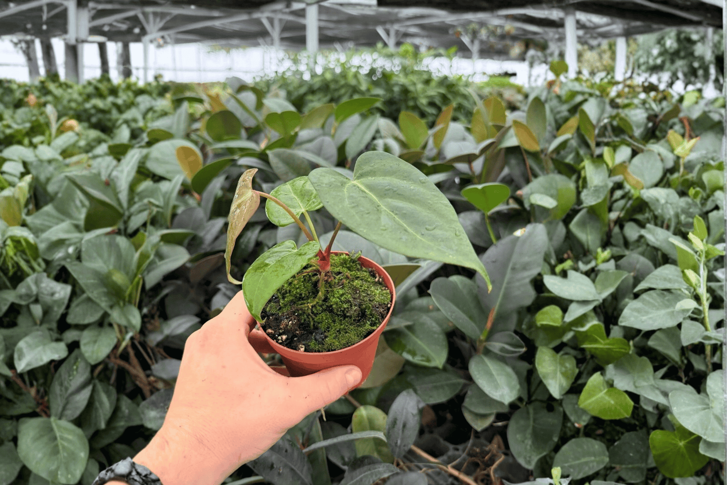 Anthurium Xone x Dressleri 2 Exact Live Plants – 4-Inch Pots