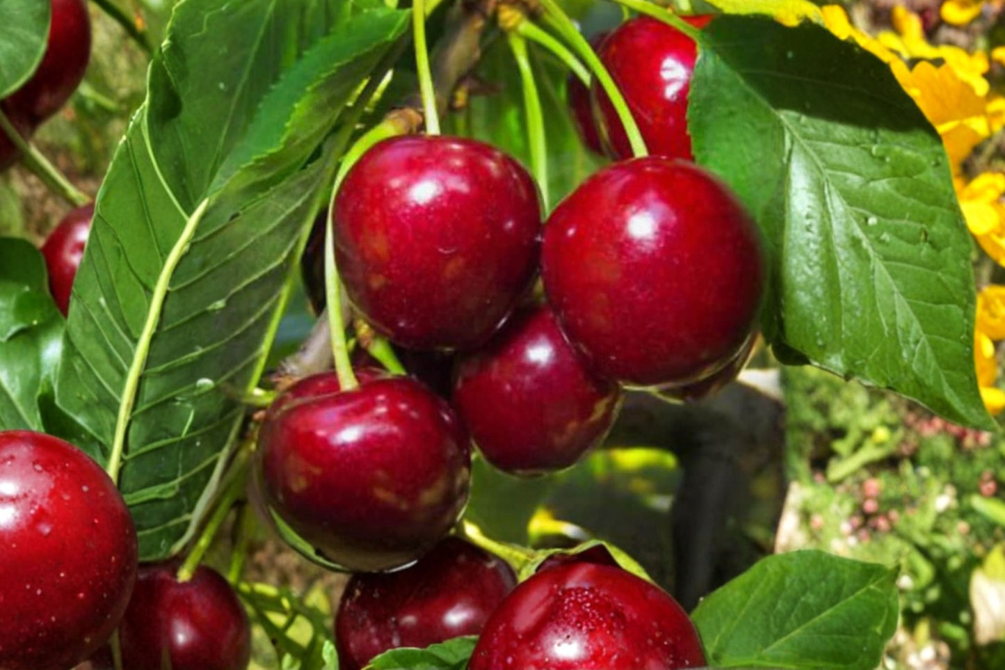Dwarf English Morello Cherry Seeds Tart Cherry Tree 10 Seeds for Container and Outdoor Garden Growing