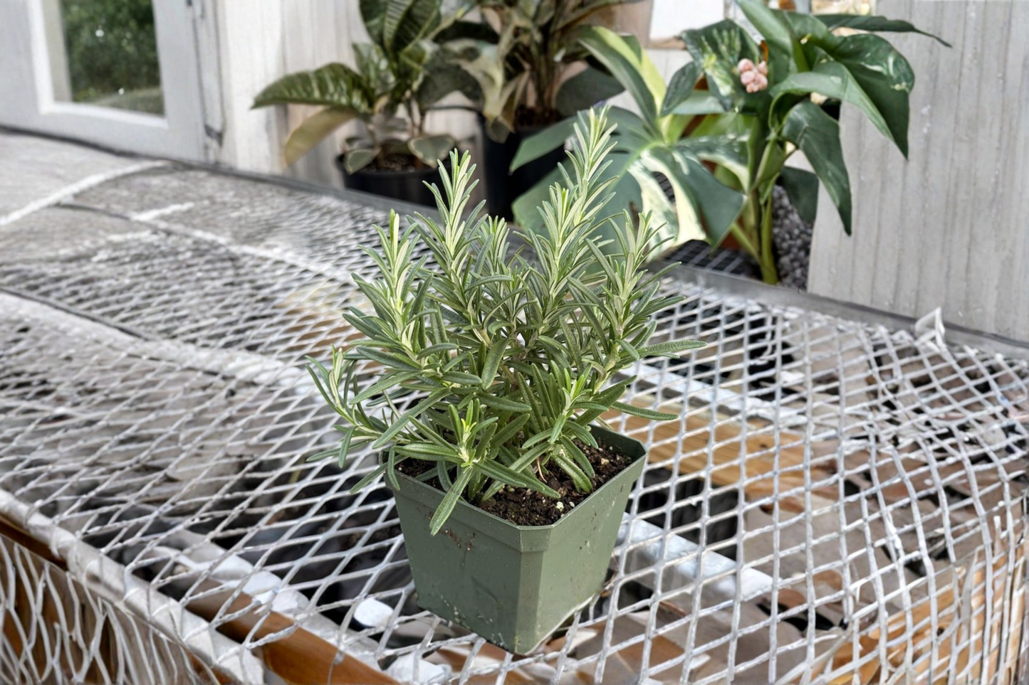 Organic Rosemary Live Herb Plant 4 Inch Fragrant Kitchen Windowsill Indoor Outdoor Culinary Herb Garden Plant