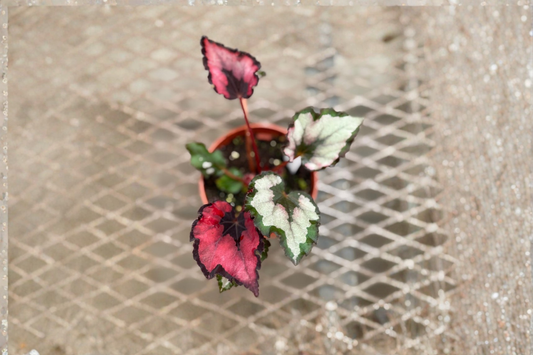 Begonia Red Robin Live Plant Rare Rex Begonia Red Pink Tropical Houseplant Indoor Plant in 4 Inch Grower Pot