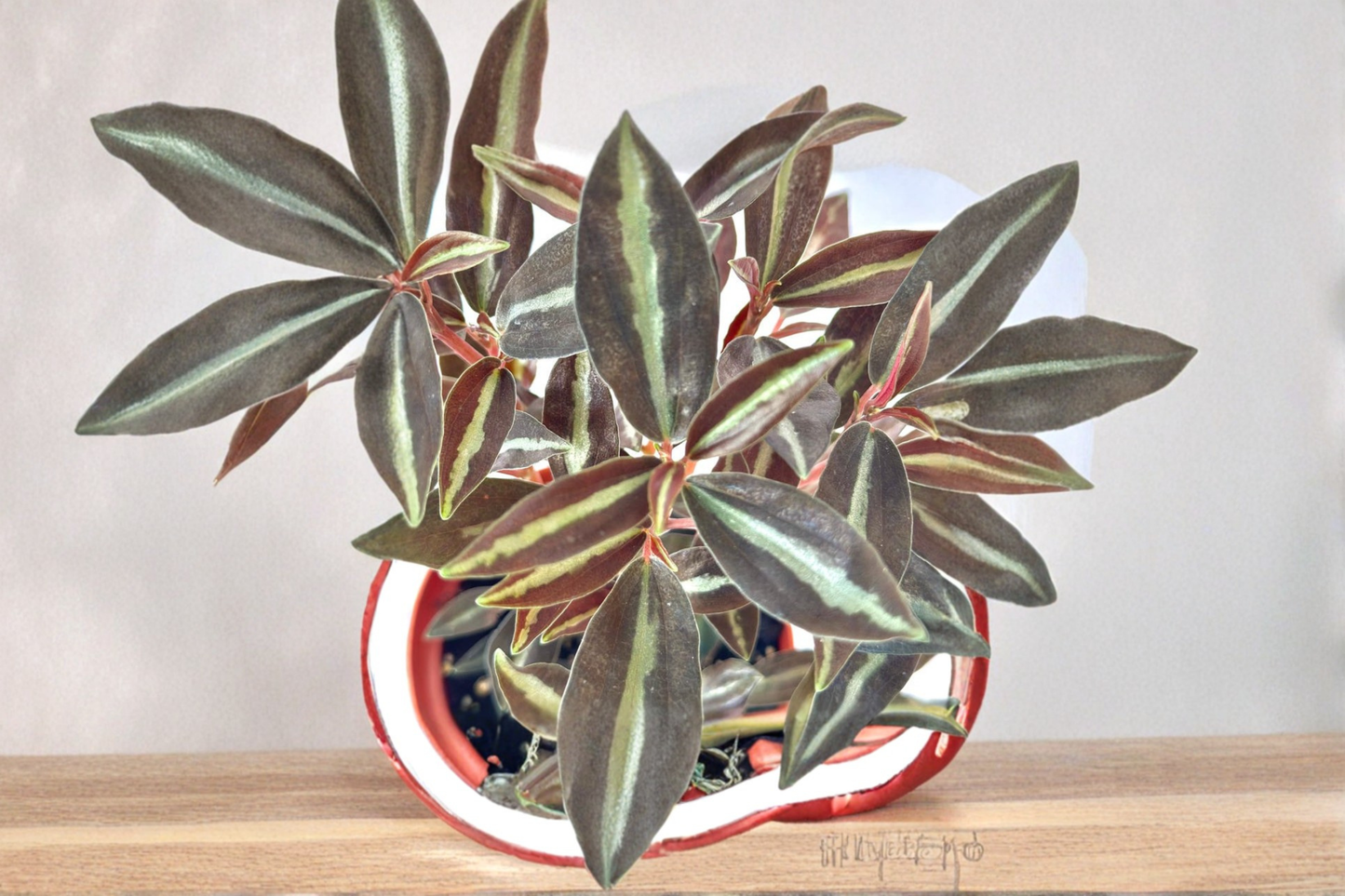 Peperomia Metallica Live Plant Rare Indoor Houseplant Pet Friendly Rooted Tropical Plant in 4 Inch Pot