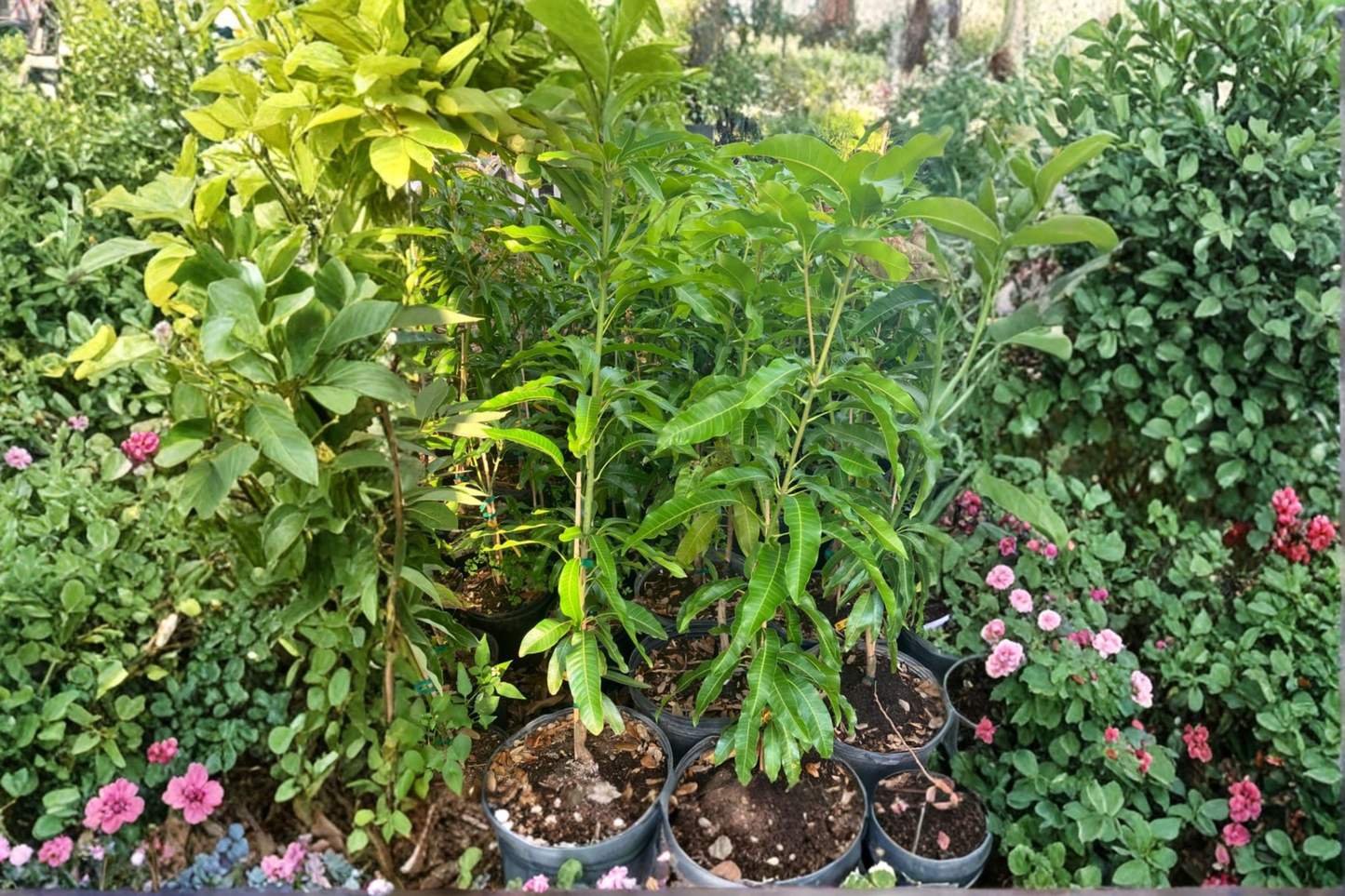 Kent Mango Tree Grafted Live Plant 3 Gallon Pot Tropical Mango Fruit Tree Backyard Garden No Ship to California