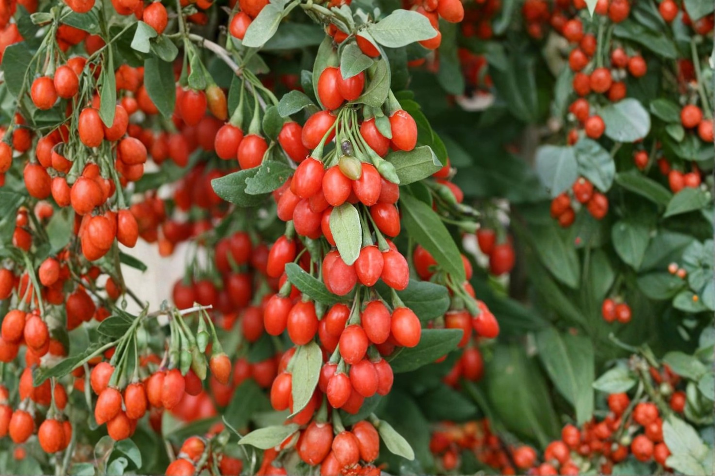 Phoenix Tears Goji Berry Plant Live 1 Gallon Potted Fruiting Shrub Large Established Goji Plant Ready to Grow