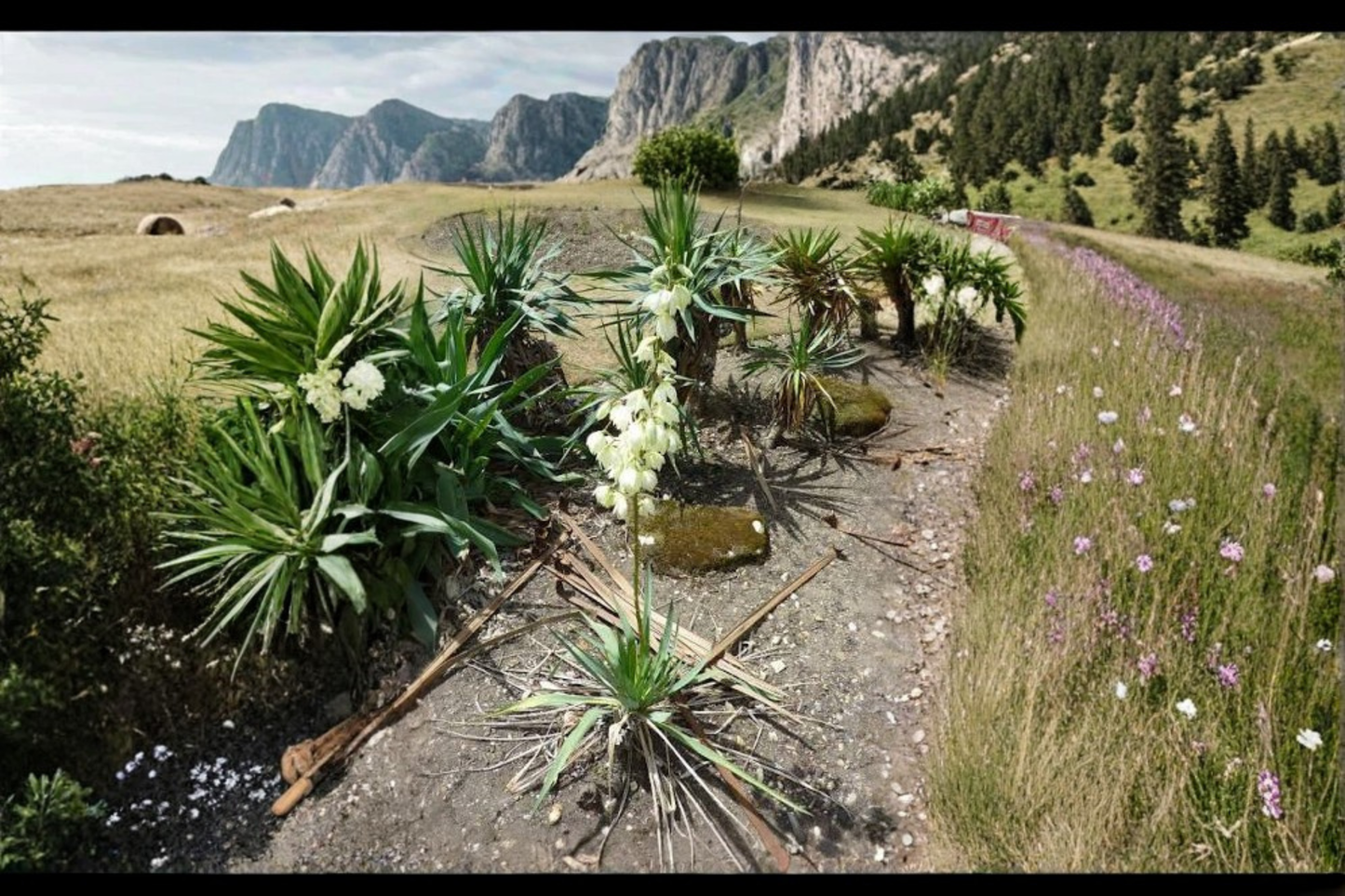 Adams Needle Yucca Bare Root Live Plant – 1 Starter, Approx. 15 Inches Tall – Yucca filamentosa