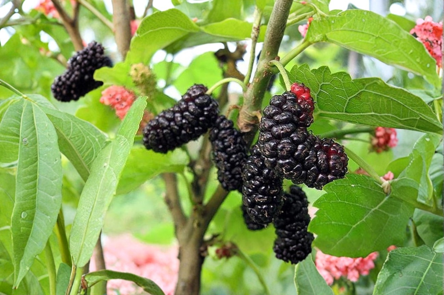 Illinois Everbearing Mulberry Tree Live Plant 1 Gallon Pot Fruit Bearing Size Sweet Berry Tree Backyard Orchard Plant