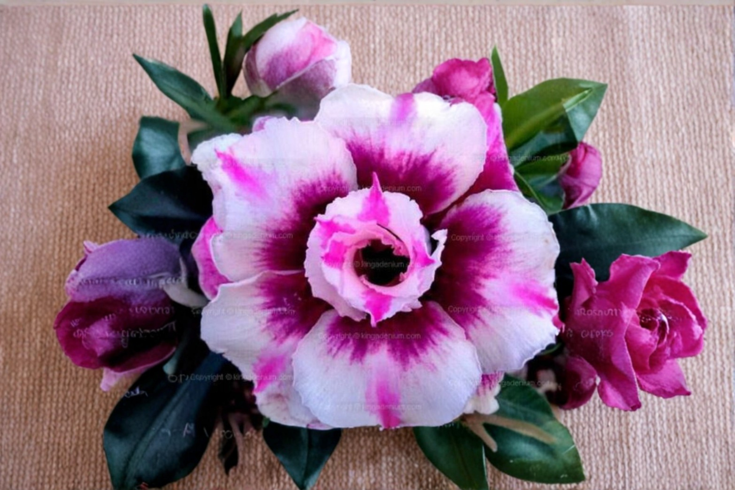 Triple Crown Desert Rose Seeds Adenium Obesum 10 Seeds for Indoor Pot and Outdoor Garden Growing