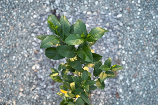 Eureka Lemon Tree Live Plant Grafted Citrus Fruit Tree 5 Inch Pot Indoor Outdoor Garden Plant Gift