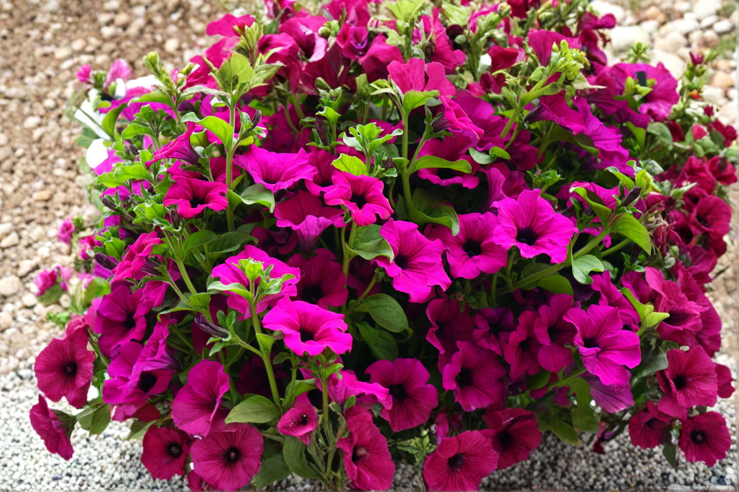 Shock Wave Deep Purple Petunia Live Starter Plants – 10 Plugs – Petunia × hybrida