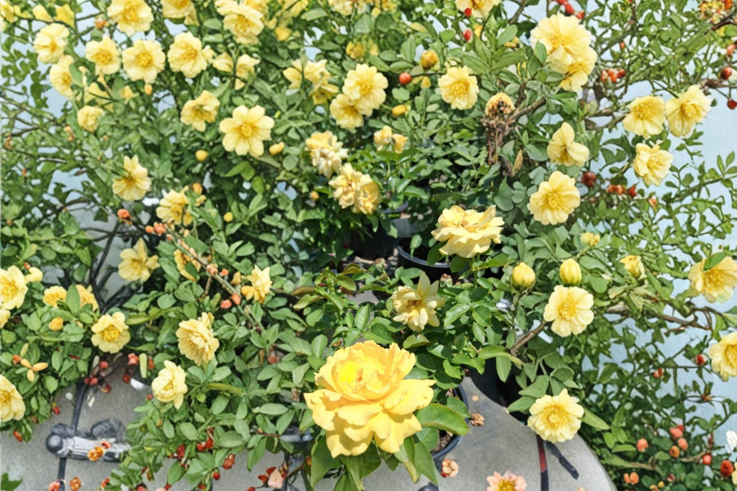 Julia Child Floribunda Rose Live Plant 2 Gal Butter Gold Rose Bush, Fragrant Flowering Shrub for Garden Outdoor