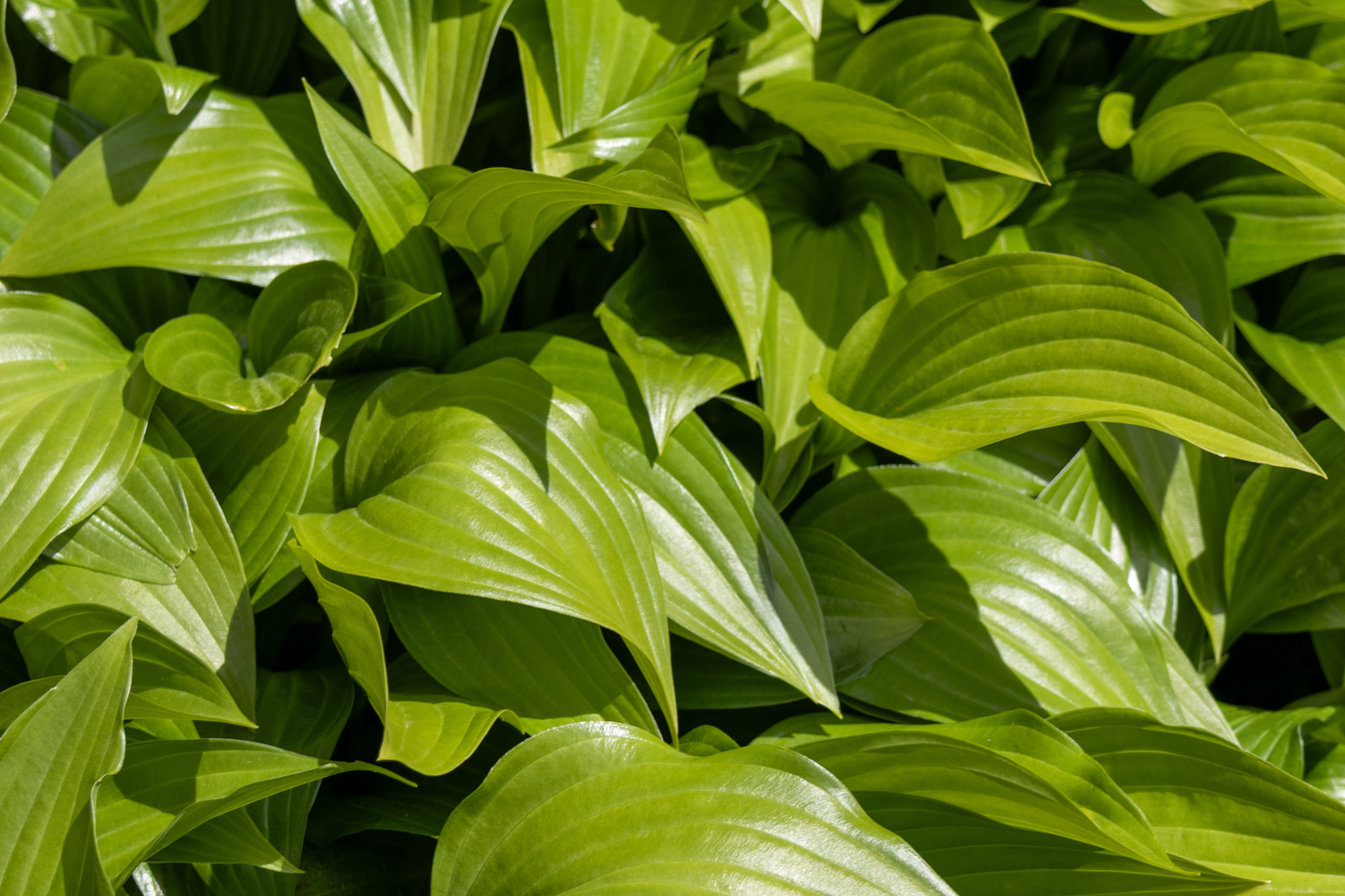 2 Royal Standard Hosta Live Plants – White Blooms Green Foliage – Hosta 'Royal Standard'