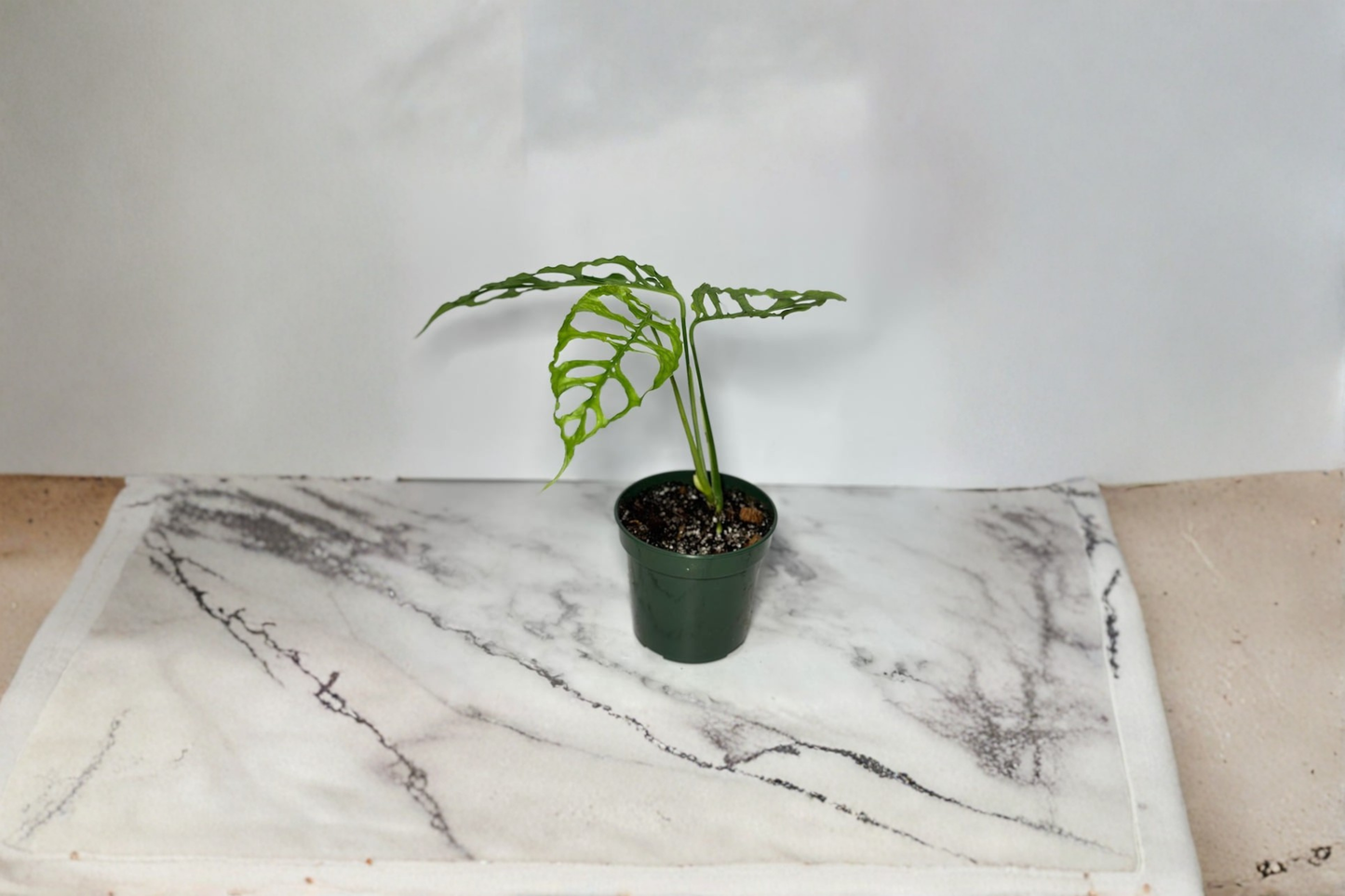 Monstera Obliqua Peru Live Plant Rare Tropical Indoor Houseplant Rooted Starter Cutting Gift