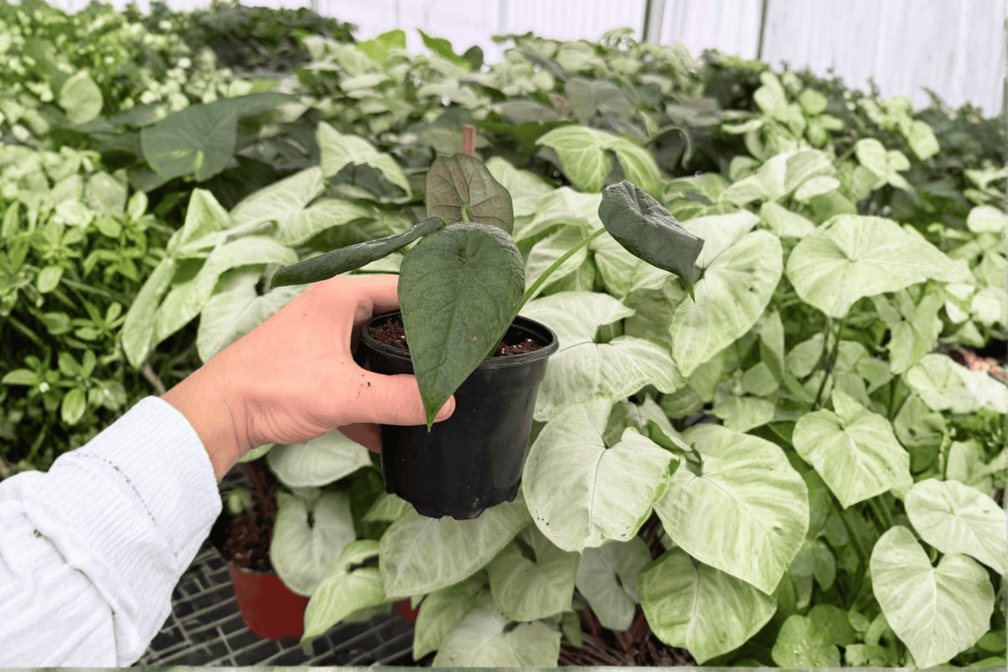 Alocasia Dragon Wings 2 Exact Live Plants – 4-Inch Pots – Dragon Scale x Scalprum