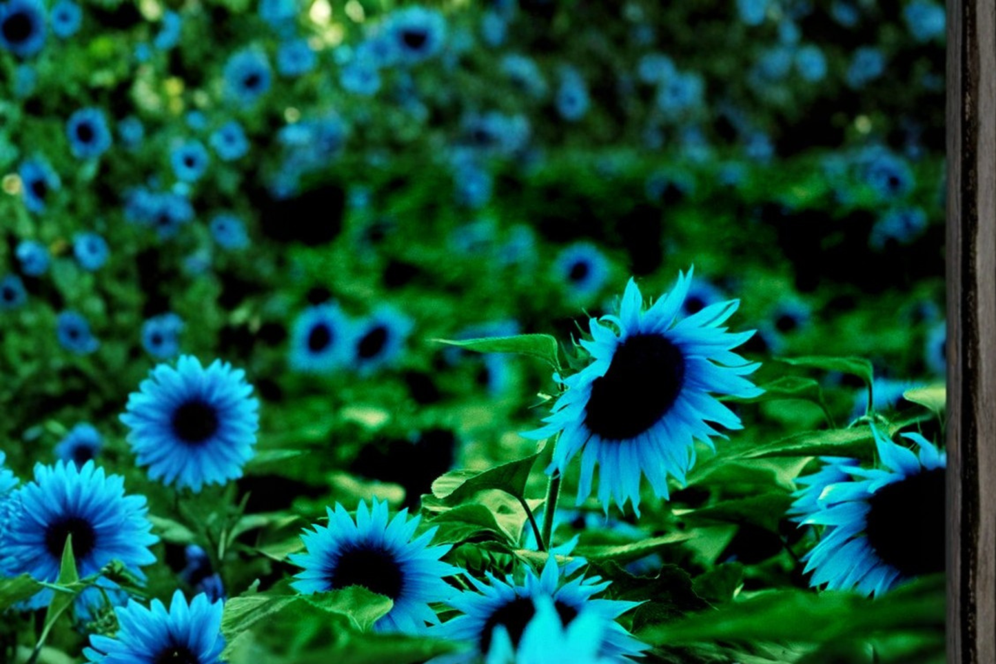 Rare Dark Purple Sunflower Seeds 5 Pack Ornamental Flower Seeds for Outdoor Garden Planting USA Seller Combined Shipping
