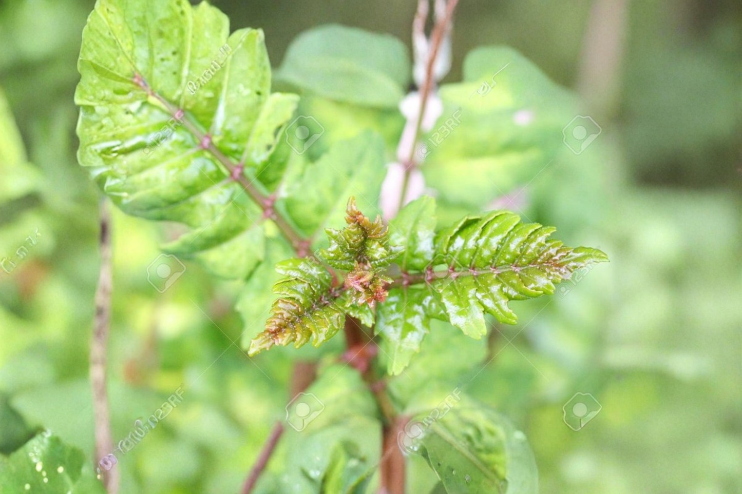 Japanese Sansho Pepper Tree Live Plant 8-10 Inch Zanthoxylum Piperitum Culinary Spice Plant Garden Herb Tree