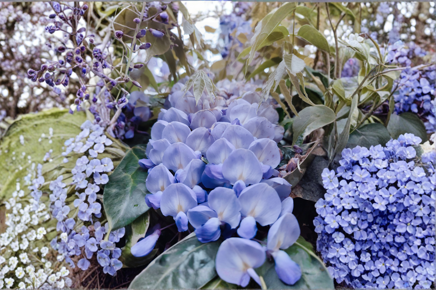 Blue Moon Wisteria Live Plant 6–14 Inches Tall – Hardy Perennial Vine