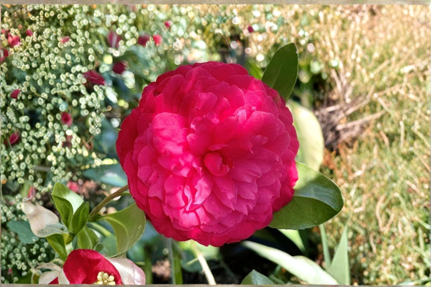Japanese Camellia ‘C.M. Hovey’ 3 Gallon – Camellia japonica Red Evergreen Flowering Shrub