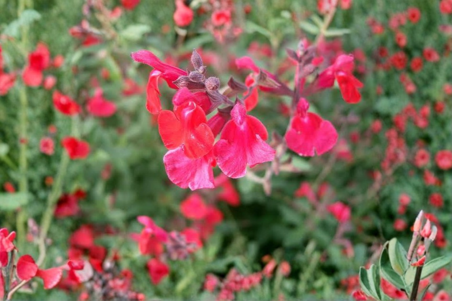 Lipstick Salvia Live Plant 1 Gallon – Salvia greggii Fully Rooted