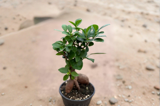 Ficus Ginseng Live Plant Bonsai Starter Tree Tropical Indoor Houseplant Bushy Mini Bonsai in 4 Inch Grower Pot