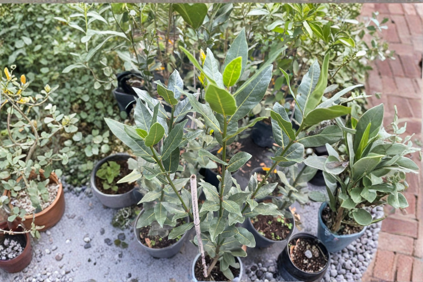 Bay Laurel Tree Live Plant 3-4ft Tall Laurus Nobilis Culinary Herb Plant Evergreen Garden No Ship to California
