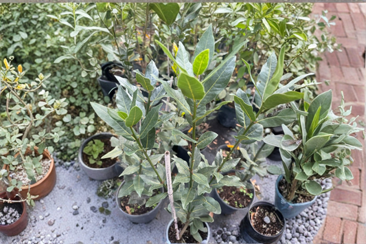 Bay Laurel Tree Live Plant 3-4ft Tall Laurus Nobilis Culinary Herb Plant Evergreen Garden No Ship to California