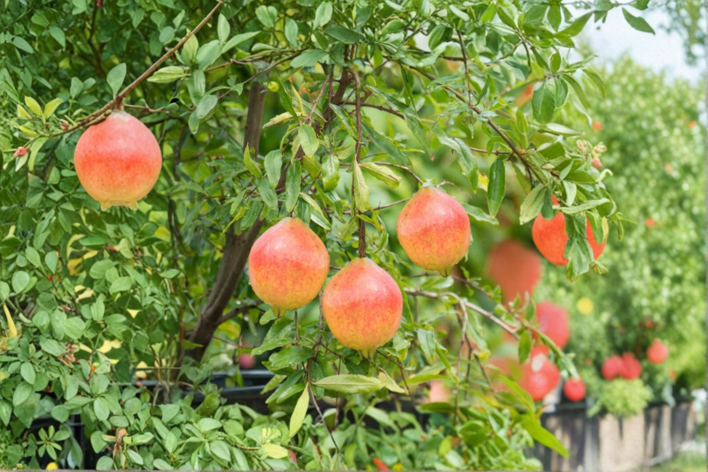 Dwarf Pomegranate Seeds Bonsai Style Fruit Tree 80 Seeds for Indoor Pot and Outdoor Garden Growing